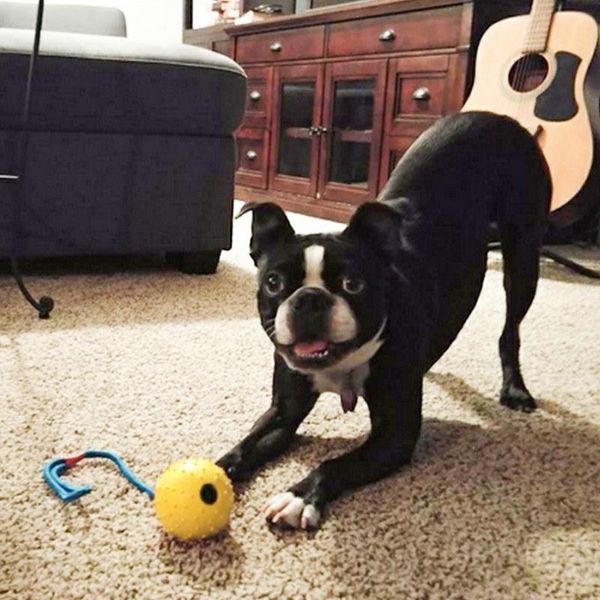 dog toys & chews chew toy natural rubber ball pet interactive supplies outdoor cricket
dog toys & chews chew toy natural rubber ball pet interactive supplies outdoor cricket
