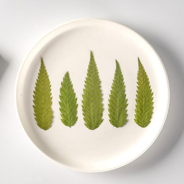 decorative flowers & wreaths 12pcs/pack pressed dried leaf necklace jewelry making bookmark plant phone case diy accessories epoxy flower po
decorative flowers & wreaths 12pcs/pack pressed dried leaf necklace jewelry making bookmark plant phone case diy accessories epoxy flower po