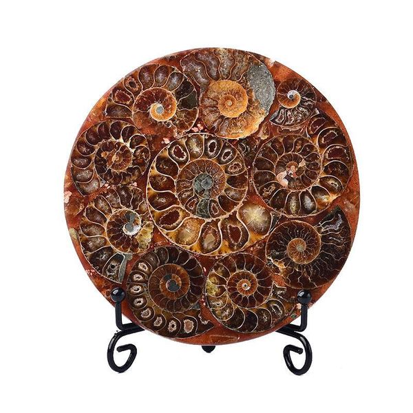 natural ammonite disc fossil conch specimen healing +stand 1pcs decorative objects & figurines
natural ammonite disc fossil conch specimen healing +stand 1pcs decorative objects & figurines