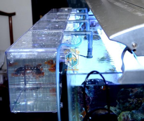 aquariums suspend aquarium arcylic guppy baby small fish separation breeding box sick air promote
aquariums suspend aquarium arcylic guppy baby small fish separation breeding box sick air promote