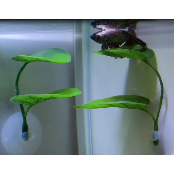 decorations double-layered simulation ornamental leaf betta fish rest spawning bed hammock for tank aquarium grsa889
decorations double-layered simulation ornamental leaf betta fish rest spawning bed hammock for tank aquarium grsa889