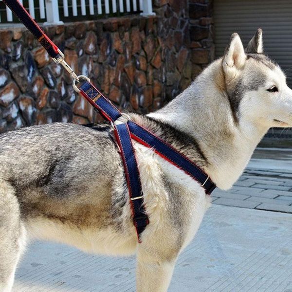 dog collars & leashes puppy harnesses and lead set cowboy traction rope strong leash collarteddy pet suppliessmall large dogs
dog collars & leashes puppy harnesses and lead set cowboy traction rope strong leash collarteddy pet suppliessmall large dogs