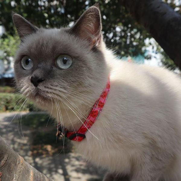 cat collars & leads cute fruit print breakaway light collar with pendant dog pet kitten accessories product neck bel m0g6
cat collars & leads cute fruit print breakaway light collar with pendant dog pet kitten accessories product neck bel m0g6