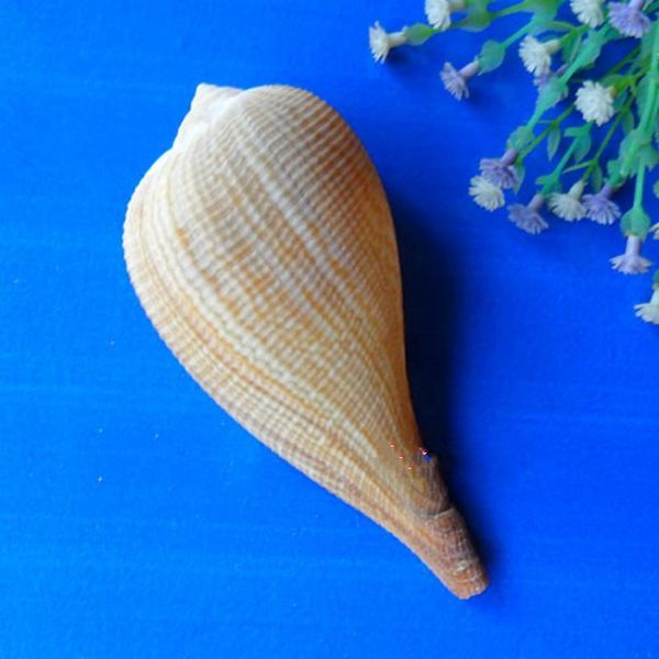 aquarium landscape natural seashells decorations scallop shells jewelry crafts wall decor ornament conch novelty items
aquarium landscape natural seashells decorations scallop shells jewelry crafts wall decor ornament conch novelty items