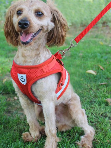 dog harness reflective breathable adjustable pet for vest id custom patch outdoor walking supplies collars & leashes
dog harness reflective breathable adjustable pet for vest id custom patch outdoor walking supplies collars & leashes