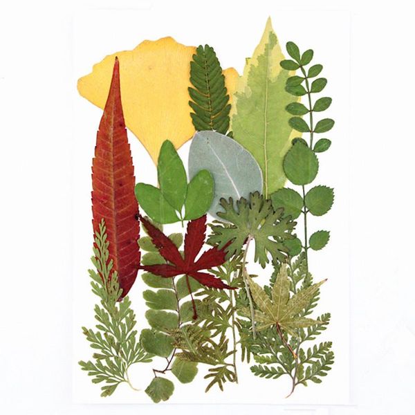 15pcs/bag mixed leaves dried pressed flower necklace making scrapbook craf diy art floral christmas decor collection gifts leaf decorative f
15pcs/bag mixed leaves dried pressed flower necklace making scrapbook craf diy art floral christmas decor collection gifts leaf decorative f