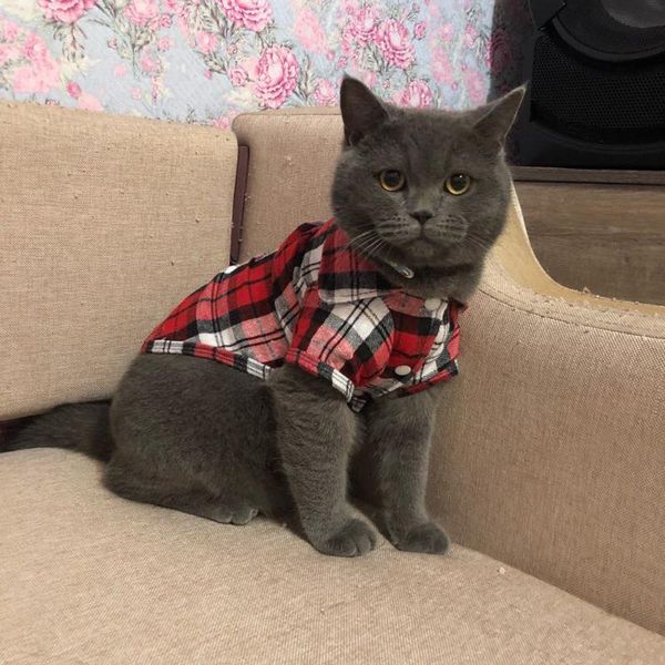 plaid cat clothes summer fashion shirts coat for small cats shirt clothing puppy kitten outfits pet dog costumes
plaid cat clothes summer fashion shirts coat for small cats shirt clothing puppy kitten outfits pet dog costumes