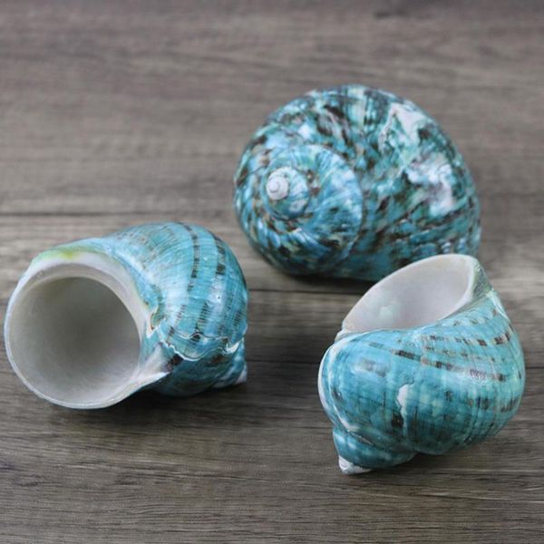 polished turban shells turbo seashells original natural large green coral sea snail home fish tank decorations crafts diy
polished turban shells turbo seashells original natural large green coral sea snail home fish tank decorations crafts diy