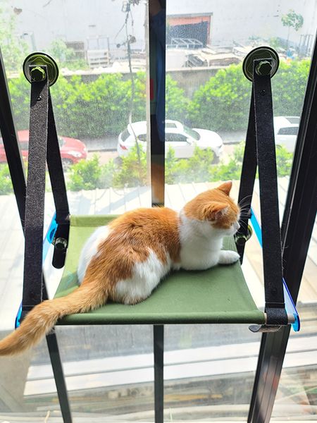 crates pet nest cat's hammock hanging basket suntan artifact pet's swing suction cup glass window
crates pet nest cat's hammock hanging basket suntan artifact pet's swing suction cup glass window