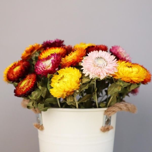 decorative flowers & wreaths 20 head dried daisy natural dry bouquet press pography po backdrop party decor tuin decoratie out door
decorative flowers & wreaths 20 head dried daisy natural dry bouquet press pography po backdrop party decor tuin decoratie out door