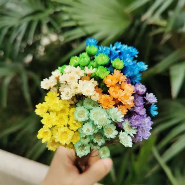 120pcs/0.5-1cm headnatural dried brazil star flowers mini eternal rosedisplay flower bouquet for wedding party home decoration
120pcs/0.5-1cm headnatural dried brazil star flowers mini eternal rosedisplay flower bouquet for wedding party home decoration