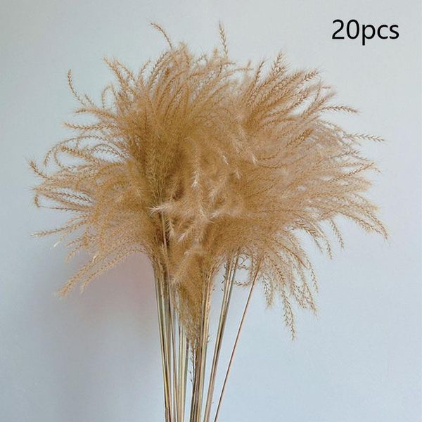 decorative flowers & wreaths real natural pampas grass decor dried plants wedding dry flower bouquet fluffy for holiday home
decorative flowers & wreaths real natural pampas grass decor dried plants wedding dry flower bouquet fluffy for holiday home
