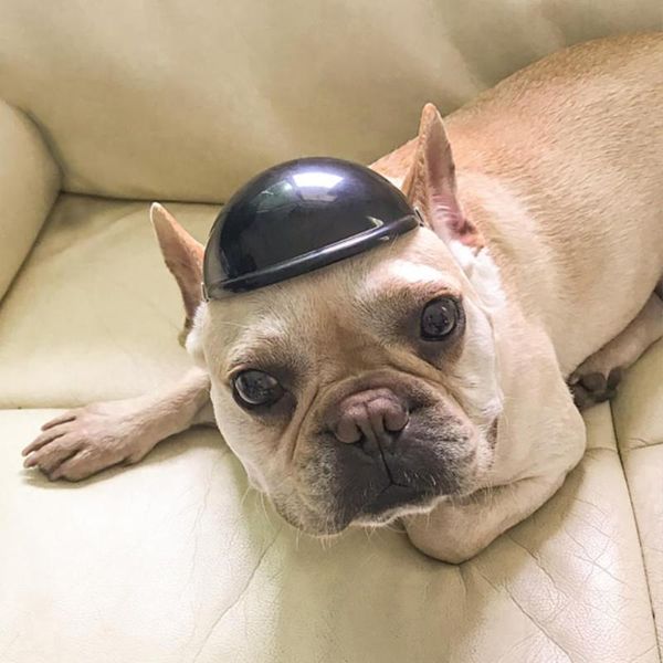 dog apparel funny pet motorcycle helmet plastic cat headdress puppy hat kitten fashion cap accessories birthday party costumes
dog apparel funny pet motorcycle helmet plastic cat headdress puppy hat kitten fashion cap accessories birthday party costumes