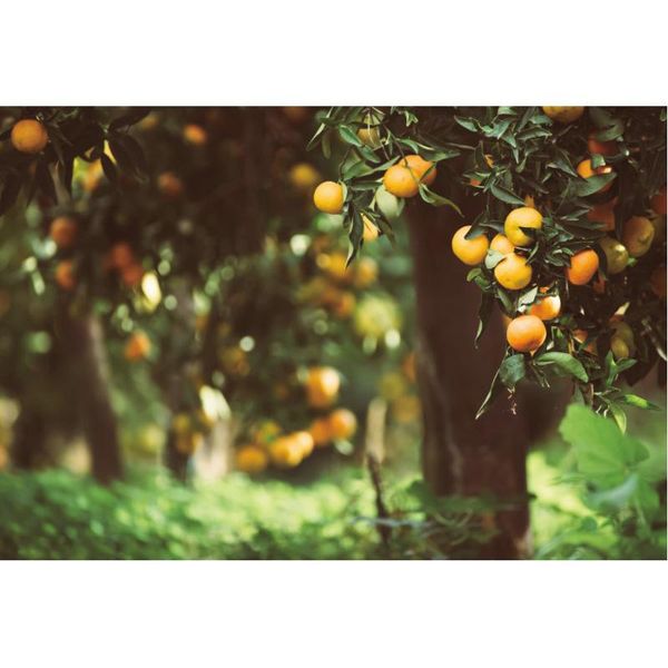 party decoration natural scenery backdrop orange trees in autumn orchard pography background decor born wedding po booth prop
party decoration natural scenery backdrop orange trees in autumn orchard pography background decor born wedding po booth prop
