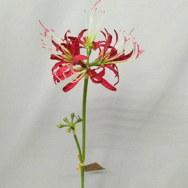 decorative flowers & wreaths flame artificial for home party wedding christmas decoration silk fake pography fall
decorative flowers & wreaths flame artificial for home party wedding christmas decoration silk fake pography fall