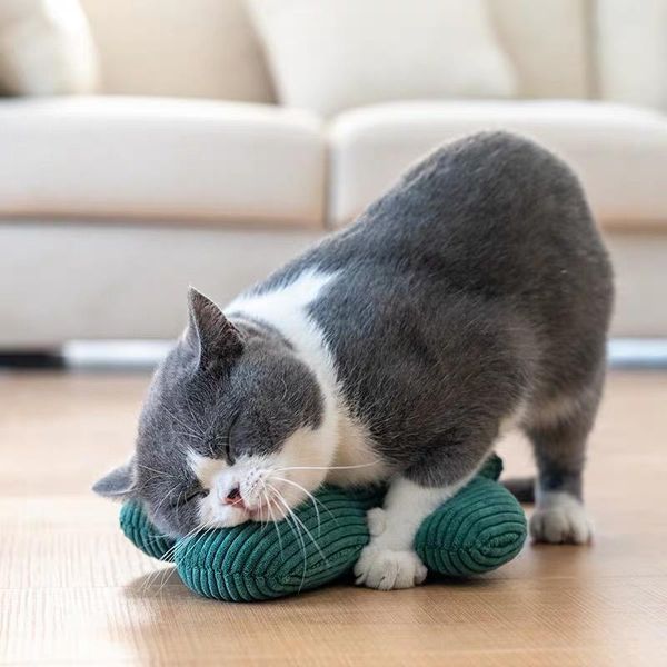 cactus cat toy catnip toys interactive accessories corduroy fabric plant plush cats scratcher pillow molar pet supplies
cactus cat toy catnip toys interactive accessories corduroy fabric plant plush cats scratcher pillow molar pet supplies