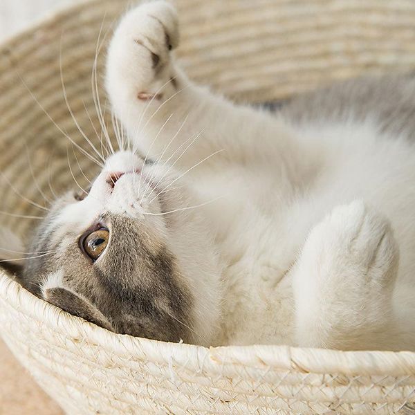 simple japanese style woven basket nest four seasons universal cat rattan warm puppy dog mat pet bed beds & furniture
simple japanese style woven basket nest four seasons universal cat rattan warm puppy dog mat pet bed beds & furniture