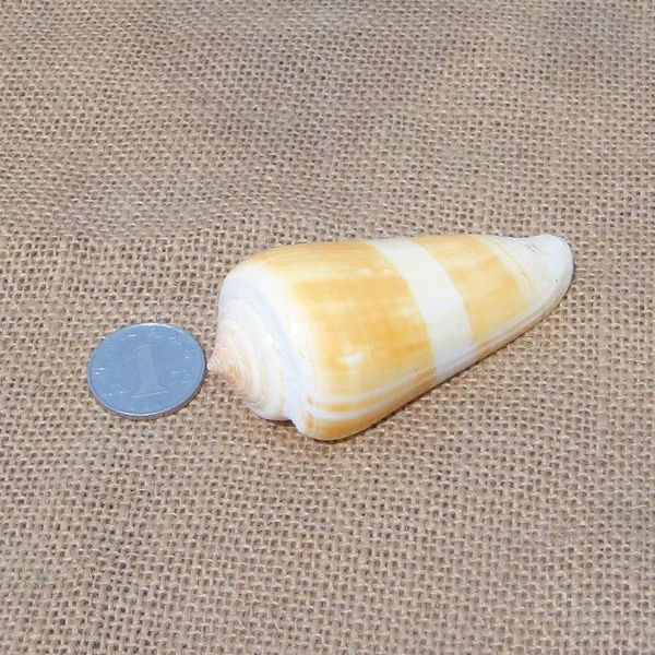 natural asura conch shell starfish coral wedding gift fish tank decoration novelty items
natural asura conch shell starfish coral wedding gift fish tank decoration novelty items