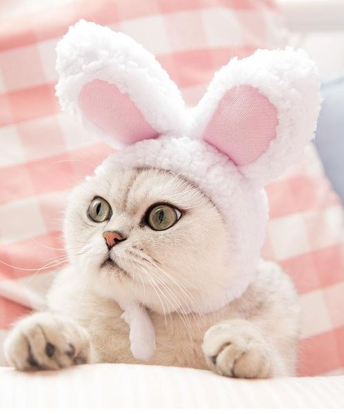 kennels & pens funny cute pet costume cosplay hat cap for cat halloween xmas year clothes fancy dress small dogs accessories
kennels & pens funny cute pet costume cosplay hat cap for cat halloween xmas year clothes fancy dress small dogs accessories