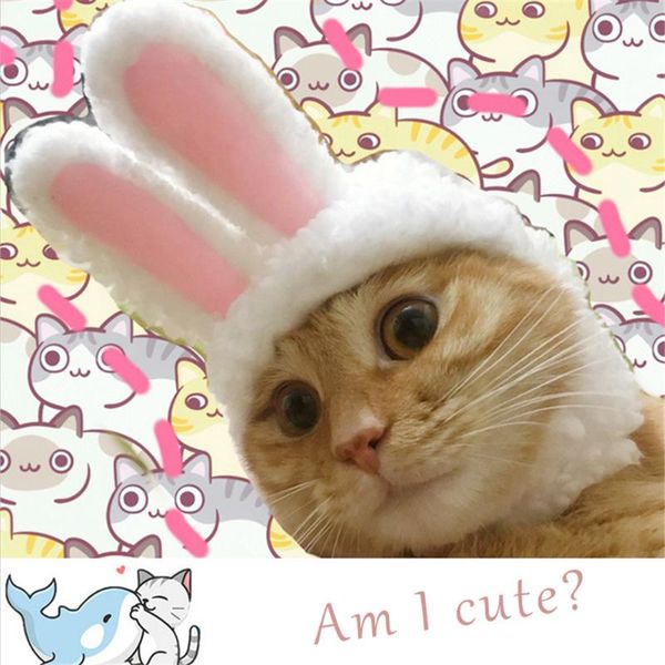 with cap pets costume funny for birthday cats accessories ears dogs easter po and cute small hat cat costumes
with cap pets costume funny for birthday cats accessories ears dogs easter po and cute small hat cat costumes