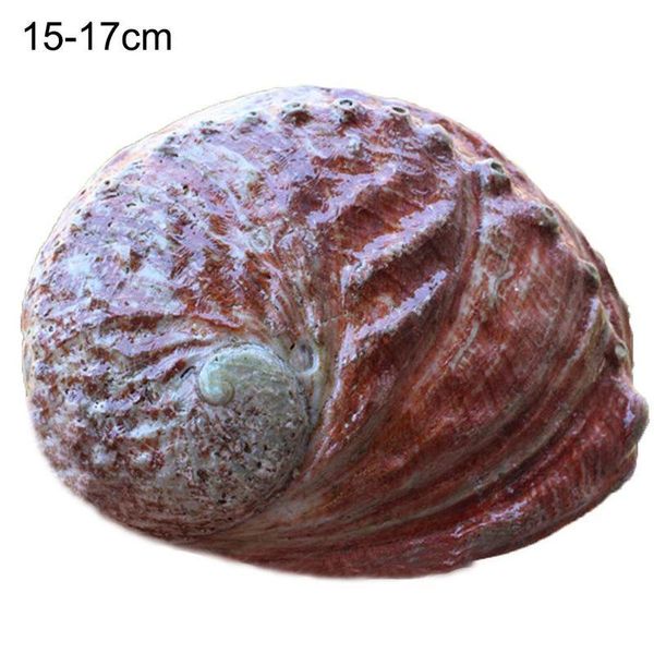 novelty items creative natural abalone shell collection specimen decoration auger red conch shoot notched pography bamboo tool
novelty items creative natural abalone shell collection specimen decoration auger red conch shoot notched pography bamboo tool