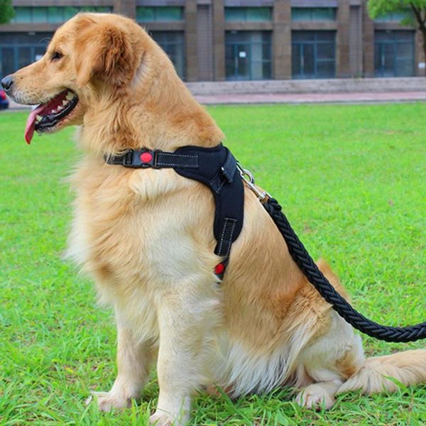 dog collars & leashes chest strap reflective breathable nylon pet harness for puppy rate sensor monitor elastic soft band bluetooth ant
dog collars & leashes chest strap reflective breathable nylon pet harness for puppy rate sensor monitor elastic soft band bluetooth ant