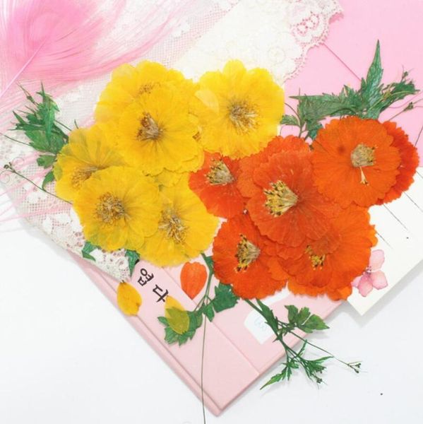 decorative flowers & wreaths pressed dried cosmos sulphureus flower plant herbarium for jewelry postcard bookmark phone case po frame invita
decorative flowers & wreaths pressed dried cosmos sulphureus flower plant herbarium for jewelry postcard bookmark phone case po frame invita