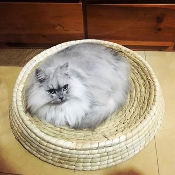 cat beds & furniture (xl) handmade large nest basket nature eco-friendly cats sleeping mat straw scratchboard soft comfortable pet bed
cat beds & furniture (xl) handmade large nest basket nature eco-friendly cats sleeping mat straw scratchboard soft comfortable pet bed