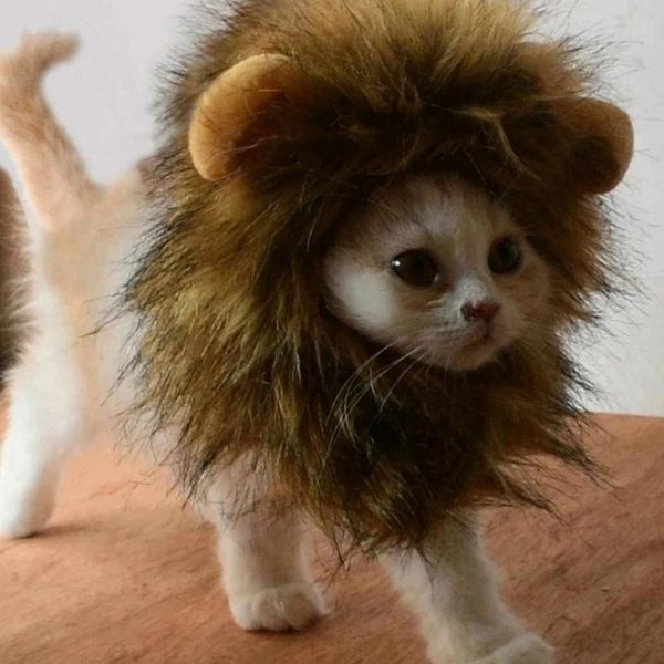 cat costumes pet wigs for cats and dogs, role-playing headgear, imitating felt material, fine soft hair, animal accessories, supplies
cat costumes pet wigs for cats and dogs, role-playing headgear, imitating felt material, fine soft hair, animal accessories, supplies