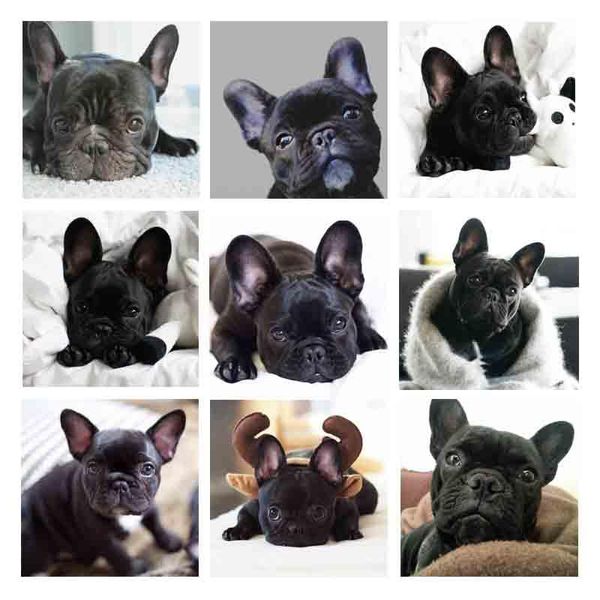 diamond painting 5d diy embroidery cute dogs cross stitch full square rhinestone mosaic home decoration
diamond painting 5d diy embroidery cute dogs cross stitch full square rhinestone mosaic home decoration