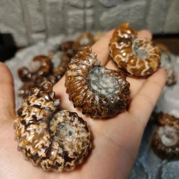 decorative objects & figurines madagascar fossils iridescent ammonite natural conch stones and minerals specimen
decorative objects & figurines madagascar fossils iridescent ammonite natural conch stones and minerals specimen