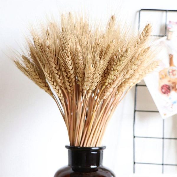decorative flowers & wreaths 100pcs dried wheat stalks golden natural sheaves handpicked for quality grown use in bouquets centerpieces andf
decorative flowers & wreaths 100pcs dried wheat stalks golden natural sheaves handpicked for quality grown use in bouquets centerpieces andf