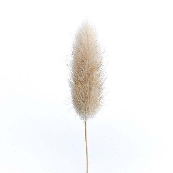 30 stems dried flower bunny tail natural plants floral rabbit grass bouquet home decoration accessories pgraphy props flores
30 stems dried flower bunny tail natural plants floral rabbit grass bouquet home decoration accessories pgraphy props flores