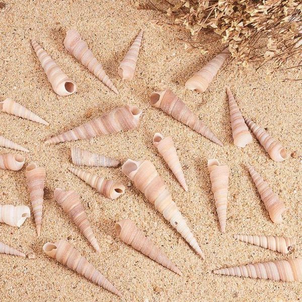 5pcs natural shell pendant conch watanabe necklaces art for diy accessories making jewelry t1v7 decorations
5pcs natural shell pendant conch watanabe necklaces art for diy accessories making jewelry t1v7 decorations