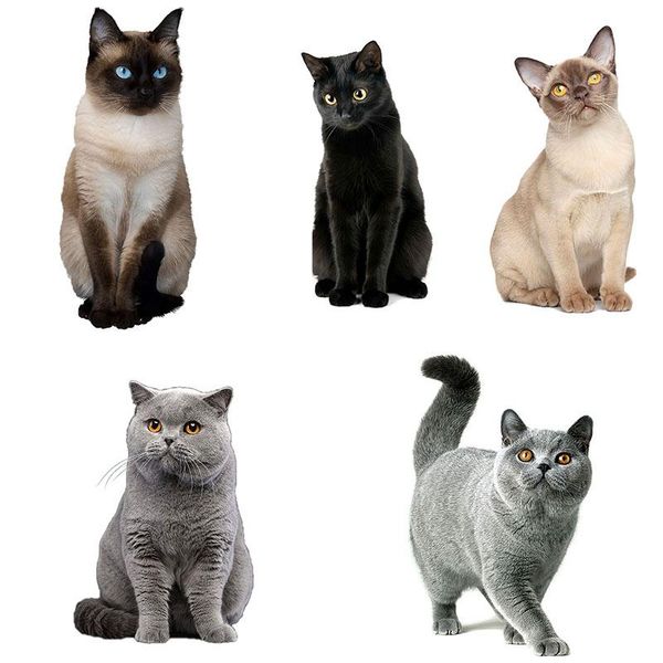wall stickers three ratels cm29 lovely cat persian birman bombay british shorthair burmese sticker for home decoration car
wall stickers three ratels cm29 lovely cat persian birman bombay british shorthair burmese sticker for home decoration car
