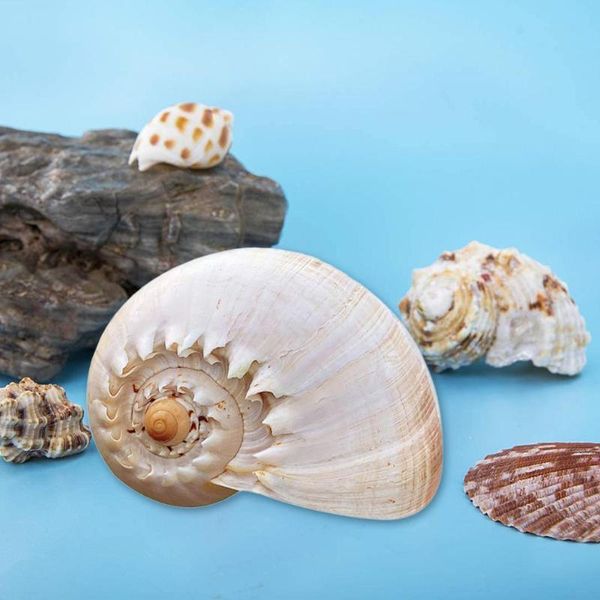novelty items natural coconut snail white moon shell starfish for wedding decor decoration tank sea seashells aquarium e5m6
novelty items natural coconut snail white moon shell starfish for wedding decor decoration tank sea seashells aquarium e5m6