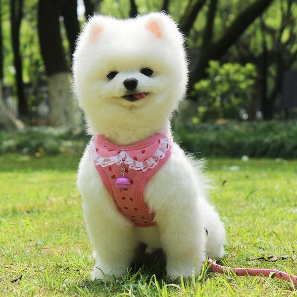 spring/summer's adjustable dog soft breathable mesh vest for small l bell bow collar walking pet chest leash collars & leashes
spring/summer's adjustable dog soft breathable mesh vest for small l bell bow collar walking pet chest leash collars & leashes
