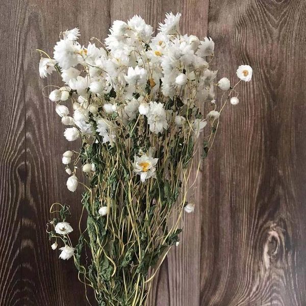 decorative flowers & wreaths 1-2.5cm head/30g real natural dried rudan bird,mini daisy dry rodance,small daisys flower bouquet for home deco
decorative flowers & wreaths 1-2.5cm head/30g real natural dried rudan bird,mini daisy dry rodance,small daisys flower bouquet for home deco