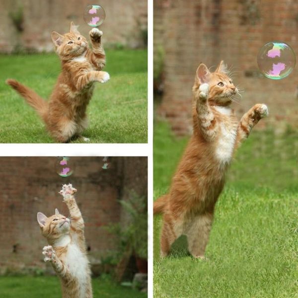 cat toys natural catnip toy liquid spray boredom solution excite entertain cats treat for gatos
cat toys natural catnip toy liquid spray boredom solution excite entertain cats treat for gatos