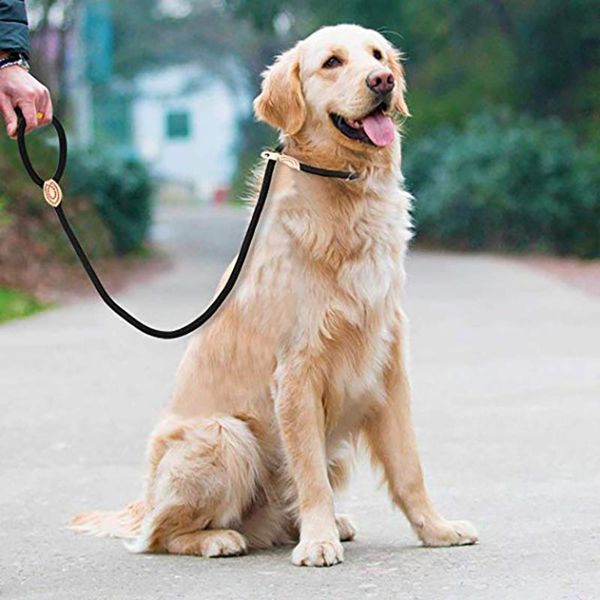 dog leads nylon leash walking slip collar pet mountain climbing rope puppy traction for small medium dogs collars & leashes
dog leads nylon leash walking slip collar pet mountain climbing rope puppy traction for small medium dogs collars & leashes