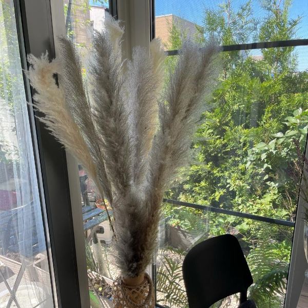 decorative flowers & wreaths gray natural wedding large dried reed white brown reeds pampas grass bunch real flower plant stems home decorat
decorative flowers & wreaths gray natural wedding large dried reed white brown reeds pampas grass bunch real flower plant stems home decorat