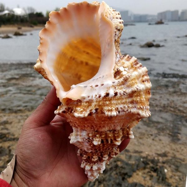 novelty items large natural sea shells beach shell specimen for fish tank fishing net schelp nautical home decor wedding party crafts
novelty items large natural sea shells beach shell specimen for fish tank fishing net schelp nautical home decor wedding party crafts