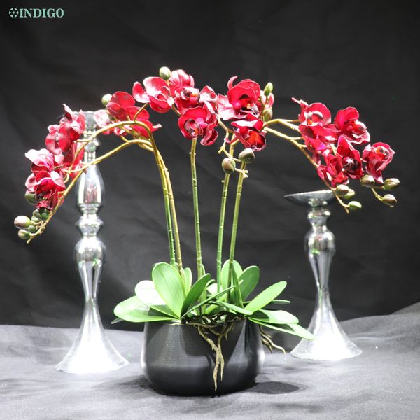 red moth orchid (5pcs orchid+5pcs leaves+pot) diy flower arrangment real touch office decoration event centerpiece indigo
red moth orchid (5pcs orchid+5pcs leaves+pot) diy flower arrangment real touch office decoration event centerpiece indigo