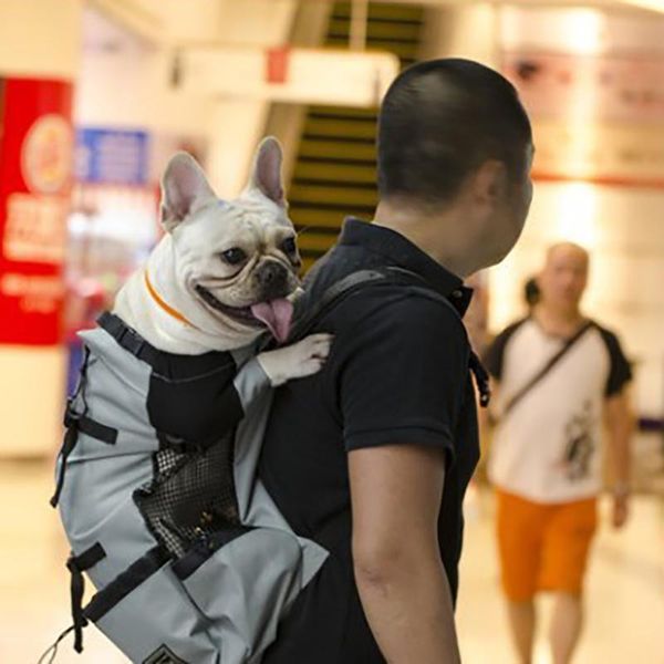 dog car seat covers pets shoulder bag backpack breathable carrier bags for hiking travel outdoor portable puppy mesh pack s-xl
dog car seat covers pets shoulder bag backpack breathable carrier bags for hiking travel outdoor portable puppy mesh pack s-xl