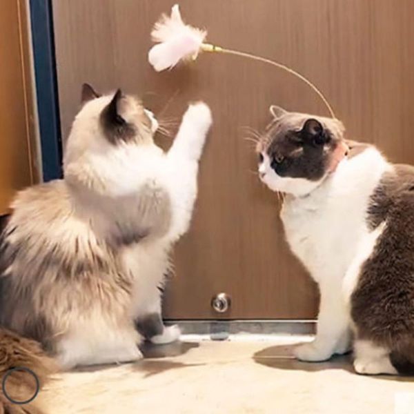cat toys styles funny stick elastic with bell lent color relieve boredom spring feather tease collar
cat toys styles funny stick elastic with bell lent color relieve boredom spring feather tease collar