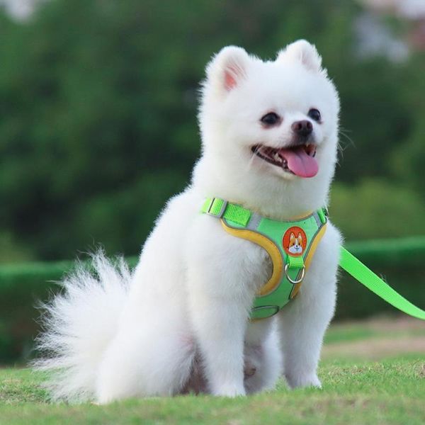 dog collars & leashes skin-friendly convenient breathable collar harness pet supplies
dog collars & leashes skin-friendly convenient breathable collar harness pet supplies