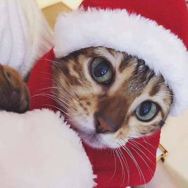 winter warm pet cat dog santa claus hat christmas xmas year plush cap party home decorations supplies apparel
winter warm pet cat dog santa claus hat christmas xmas year plush cap party home decorations supplies apparel