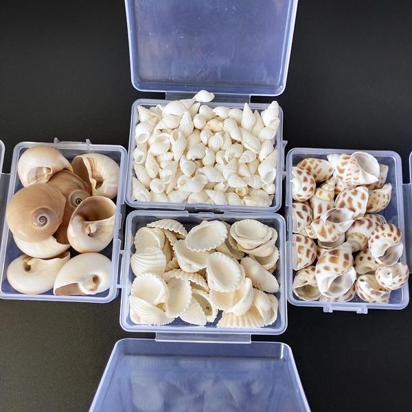 novelty items natural shell 1-3cm 1 box conch shells mini corn screw wall decoration diy aquarium landscape seashells starfish
novelty items natural shell 1-3cm 1 box conch shells mini corn screw wall decoration diy aquarium landscape seashells starfish