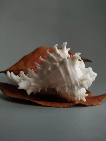 novelty items natural selection, super rare and collectible conch snails
novelty items natural selection, super rare and collectible conch snails