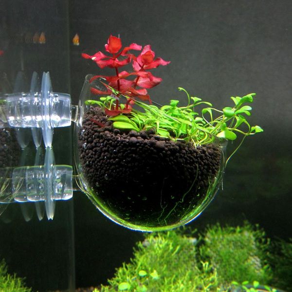 transparent glass plant cup creative cuptank aquarium fish red worm feeding container for landscape decor decorations
transparent glass plant cup creative cuptank aquarium fish red worm feeding container for landscape decor decorations